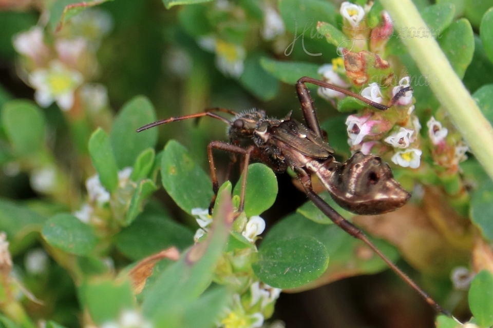 Camptopus lateralis - görbelábú karimáspoloska