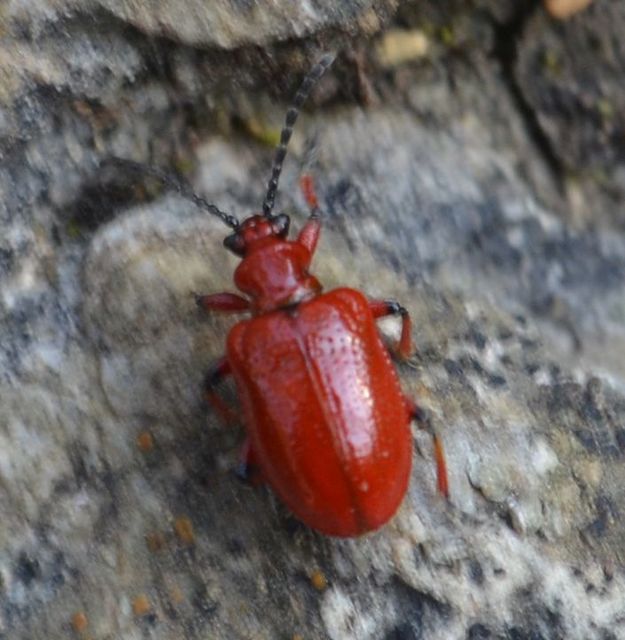 Lilioceris merdigera - hagymabogár Lilioceris merdigera - hagymabogár
