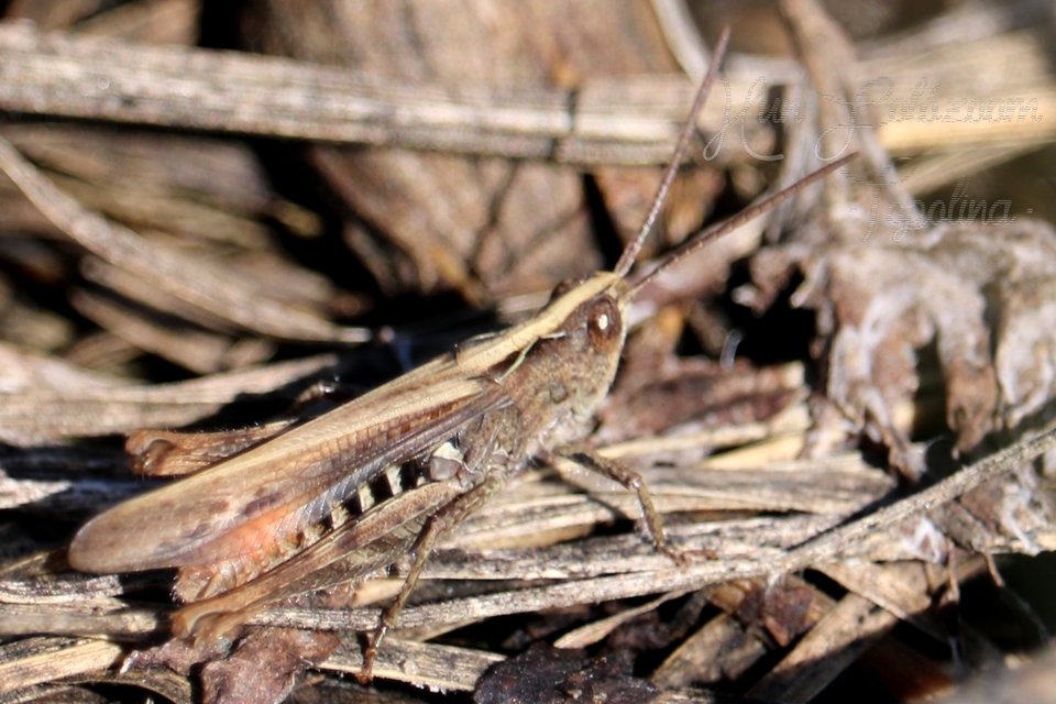 Chorthippus mollis - halk tarlósáska