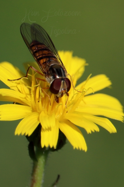 Episyrphus balteatus - ékfoltos zengőlégy Episyrphus balteatus - ékfoltos zengőlégy