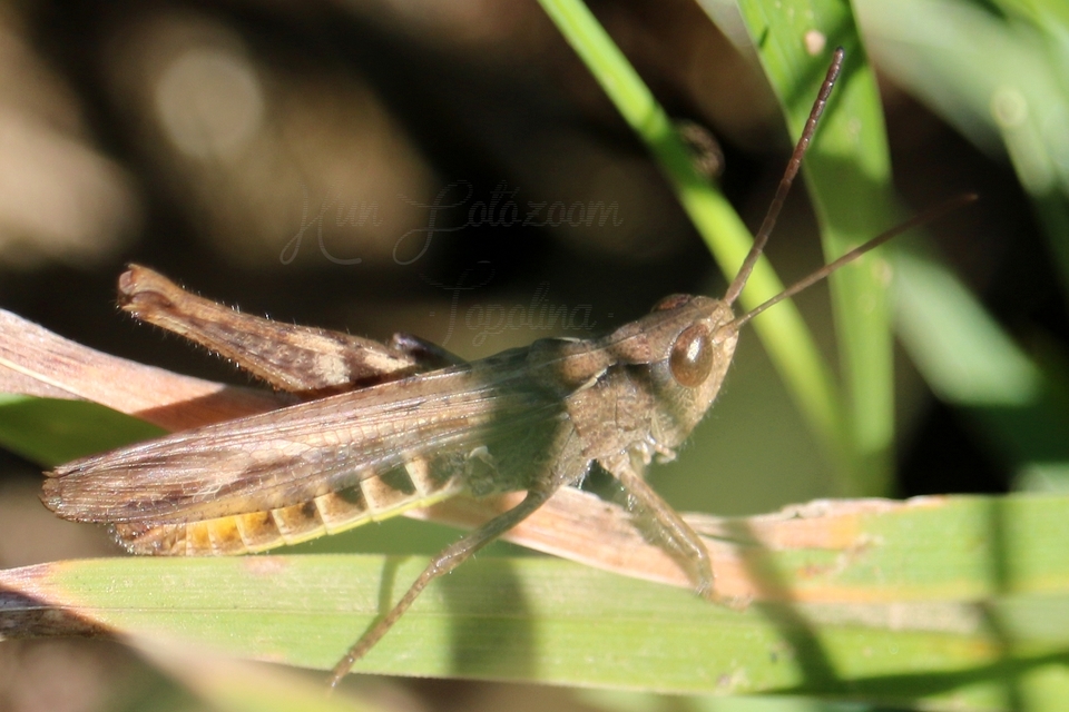 Chorthippus mollis - halk tarlósáska