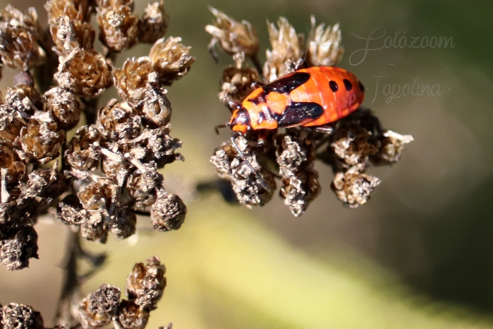 Lygaeus equestris/simulans