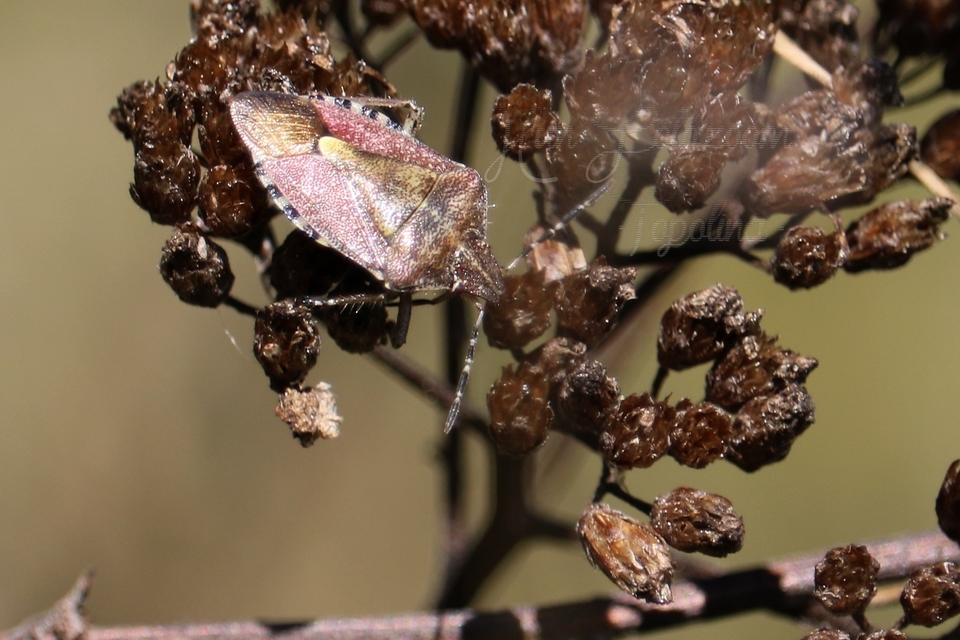 Dolycoris baccarum - közönséges bogyómászó-poloska Dolycoris baccarum - közönséges bogyómászó-poloska