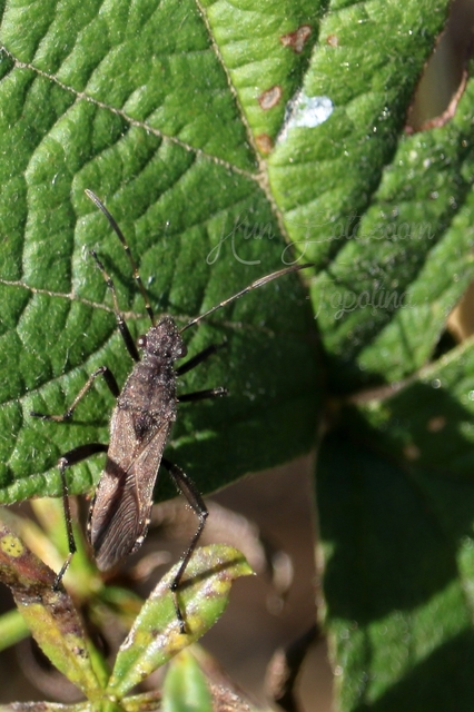 Alydus calcaratus - szőrös tövispoloska