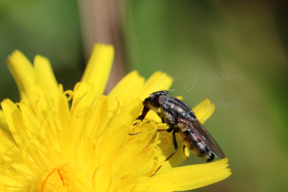Stomorhina lunata - sáskaparazita légy