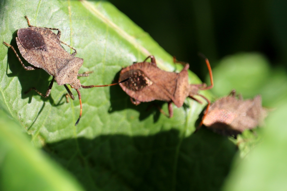 Coreus marginatus - közönséges karimáspoloska