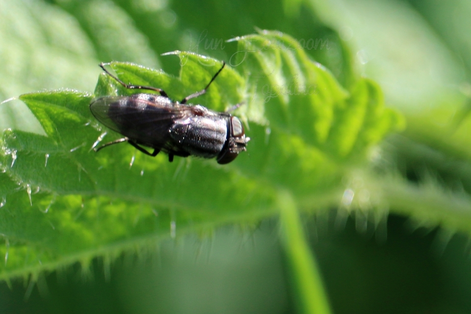 Stomorhina lunata - sáskaparazita légy