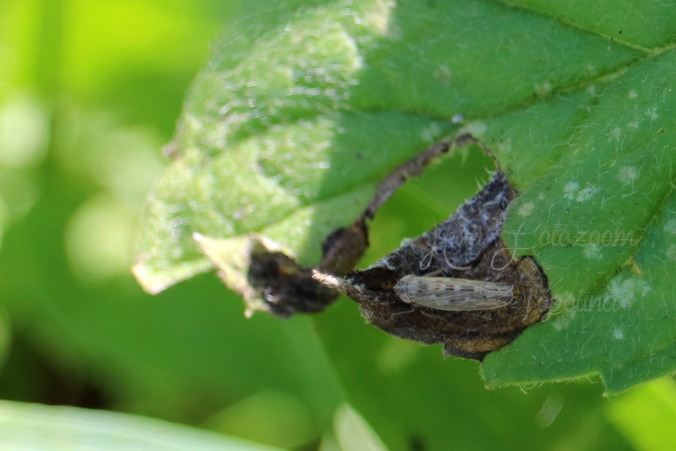 Psammotettix alienus