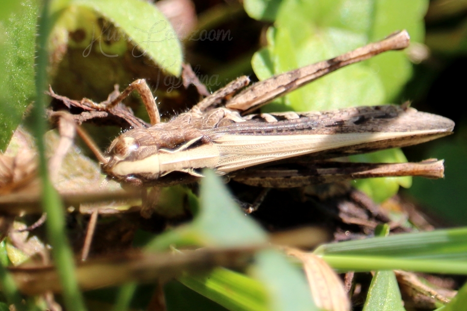 Omocestus haemorrhoidalis - barna tarlósáska