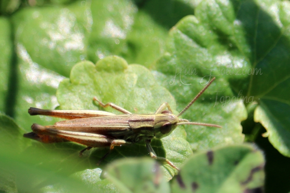 Euchorthippus declivus - rövidszárnyú rétisáska