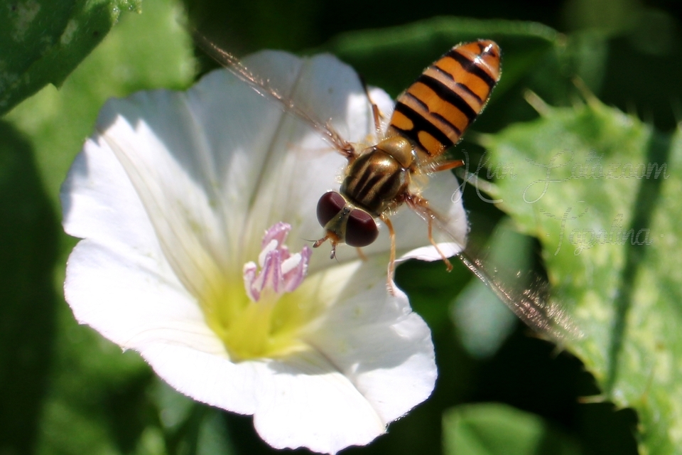 Episyrphus balteatus - ékfoltos zengőlégy Episyrphus balteatus - ékfoltos zengőlégy