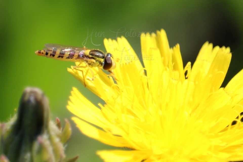 Sphaerophoria