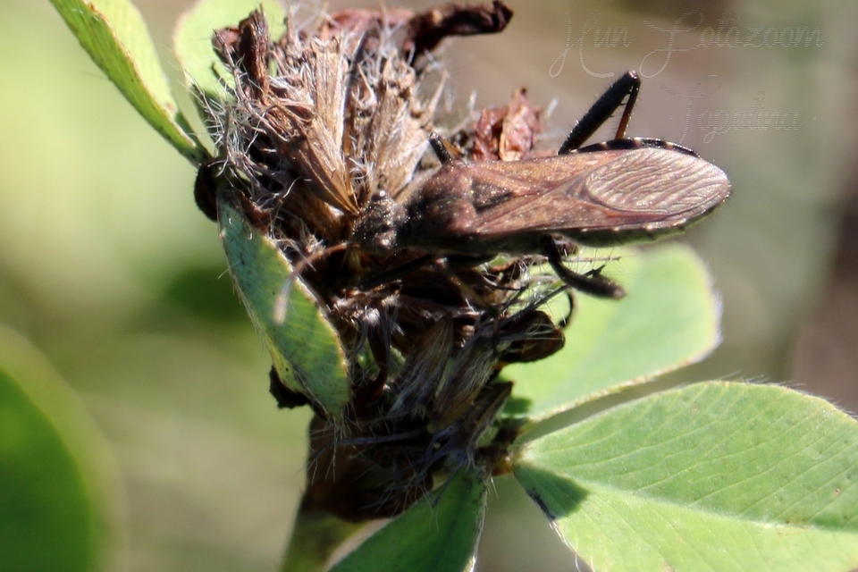 Alydus calcaratus - szőrös tövispoloska