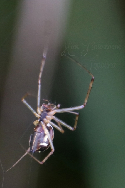 Linyphiidae - vitorláspókok