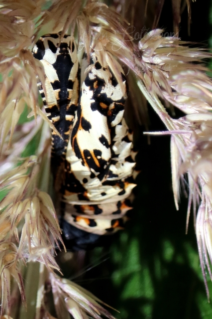 Melitaea didyma - tüzes tarkalepke