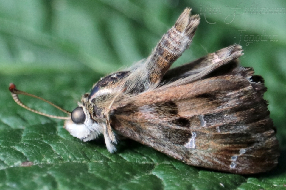 Carcharodus alceae - mályva-busalepke