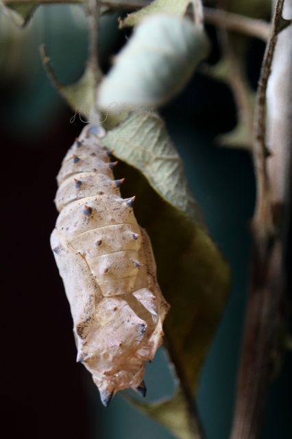 Nymphalis antiopa - gyászlepke