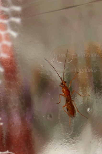 Braconidae - gyilkosfürkészek