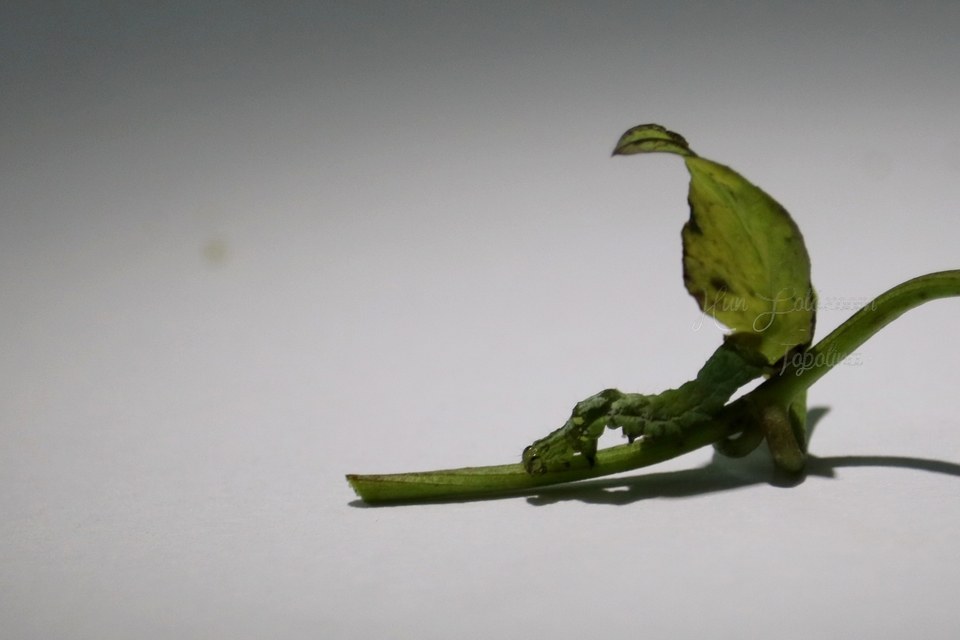 Acontia lucida - fehér nappalibagoly