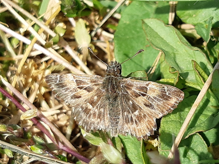 Carcharodus alceae - mályva-busalepke