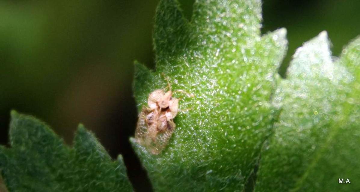 Corythucha arcuata - tölgy-csipkéspoloska