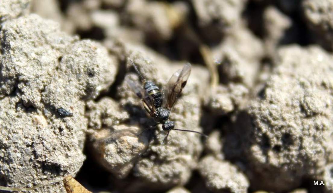 Braconidae - gyilkosfürkészek