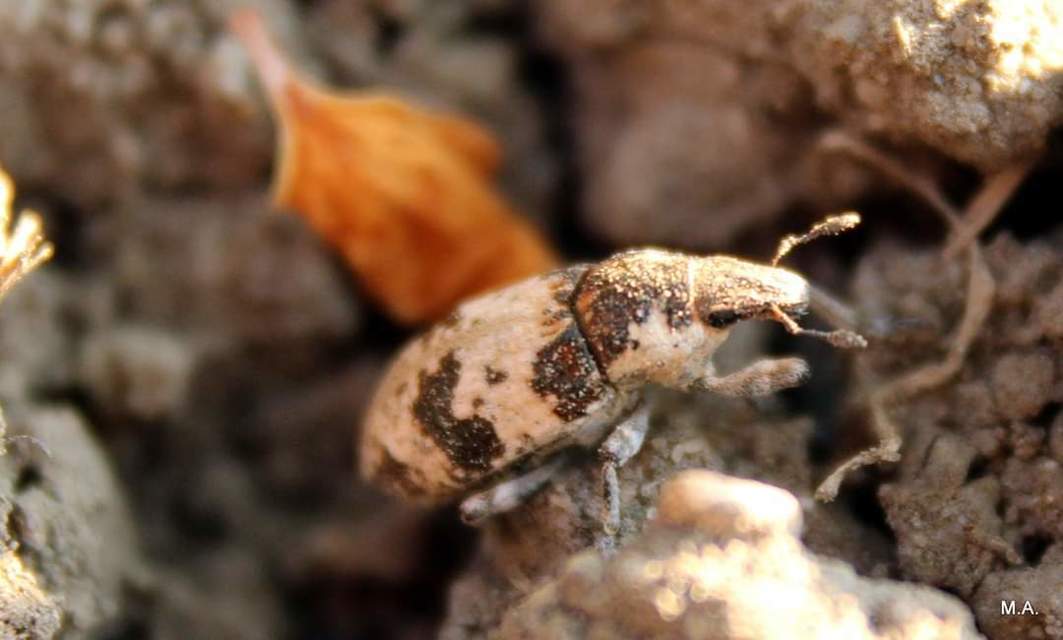 Bothynoderes affinis - sávos barkó