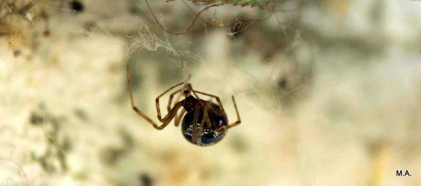 Steatoda triangulosa - háromszöges faggyúpók