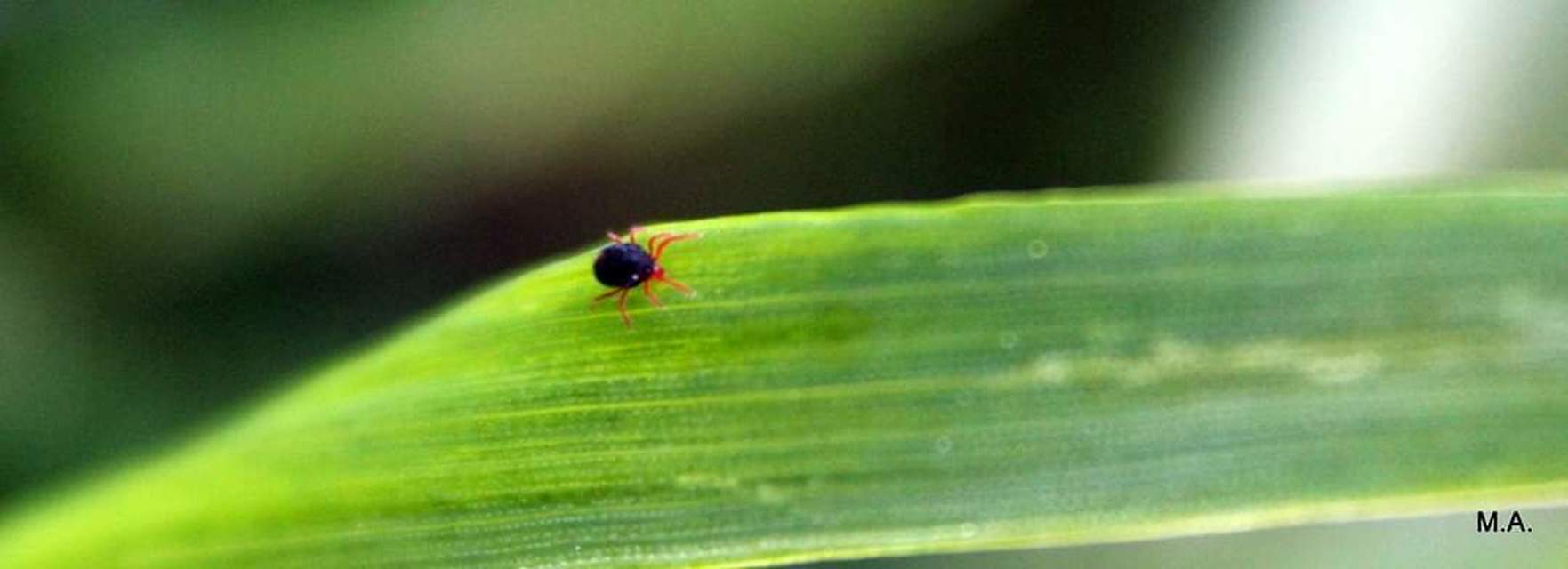 Penthaleus