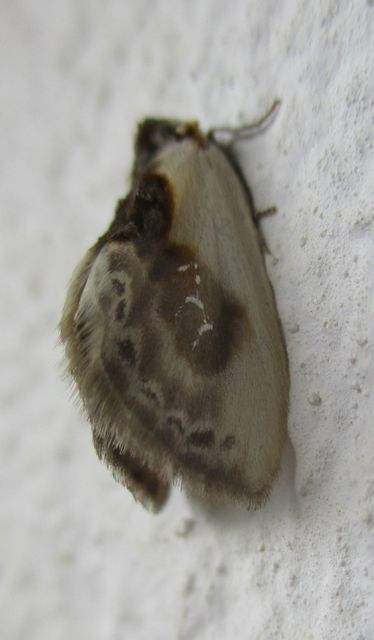 Cilix glaucata - törpe sarlósszövő