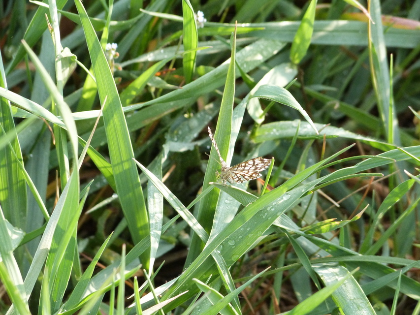 Chiasmia clathrata - rácsos rétiaraszoló
