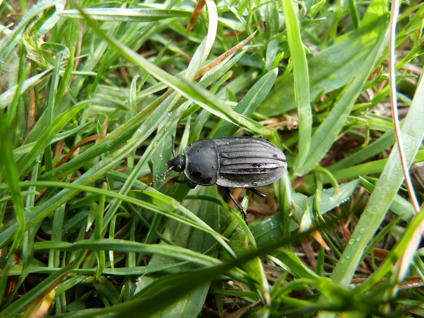 Silpha carinata - karimás dögbogár