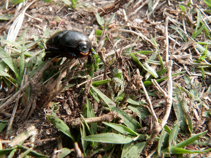 Pentodon idiota - butabogár