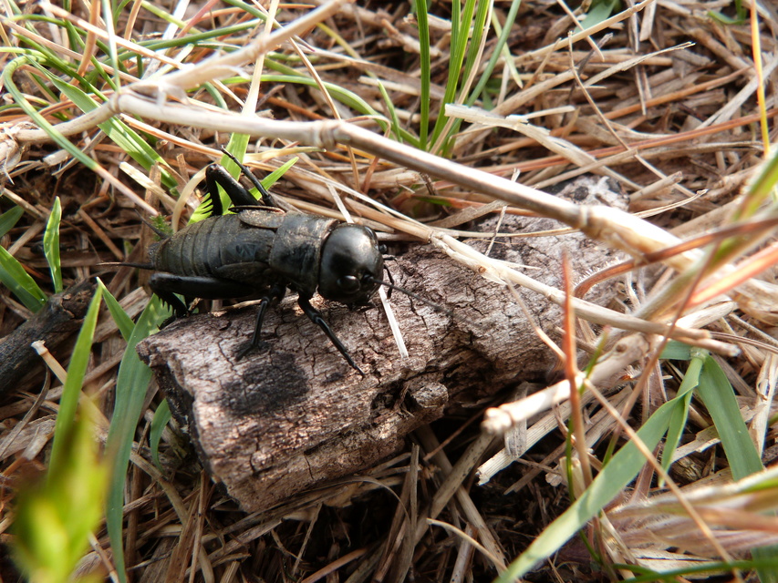 Gryllus campestris - mezei tücsök
