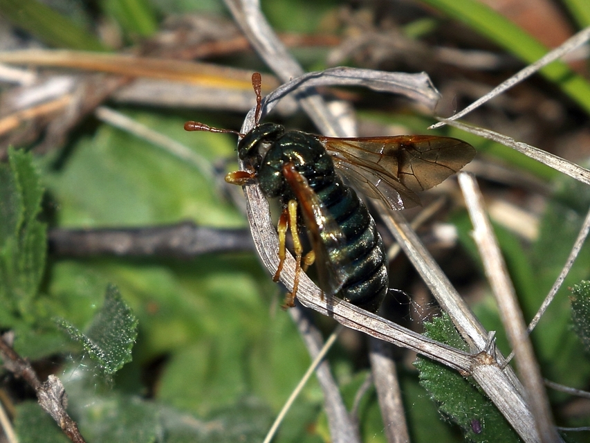 Abia nitens