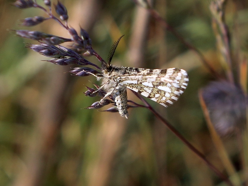 Narraga fasciolaria/tessularia