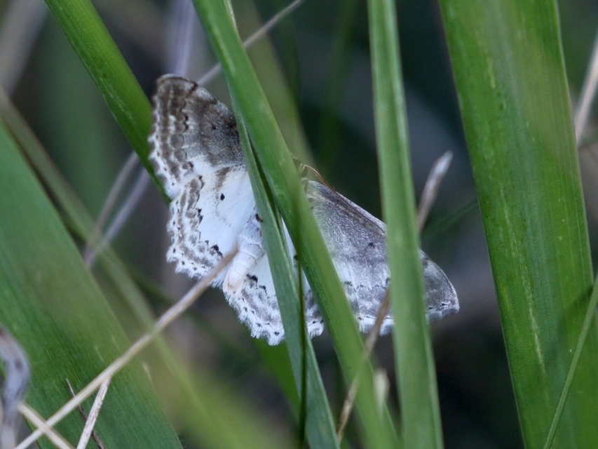 Scopula ornata - díszes fehéraraszoló