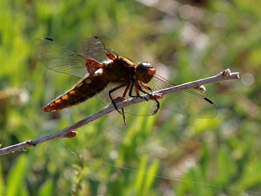 Libellula depressa - széles laposacsa