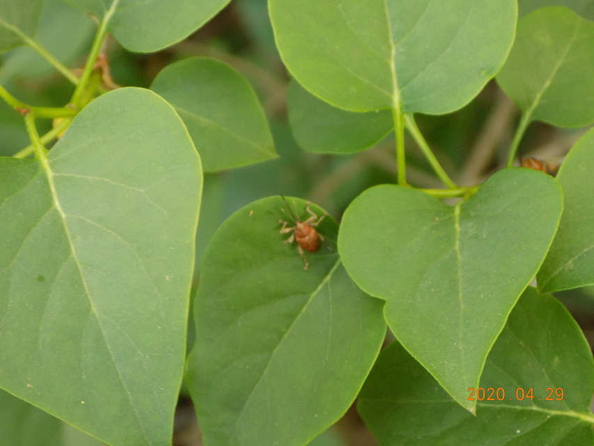 Curculio glandium - tölgymakkzsuzsóka