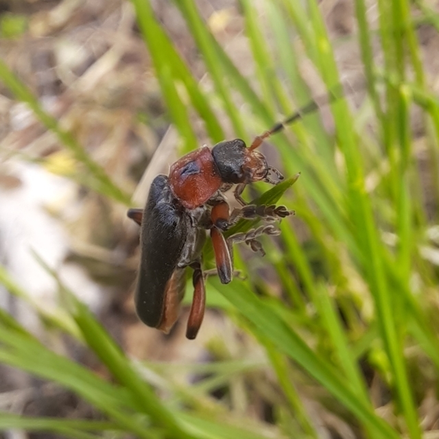 Cantharis rustica - suszterbogár