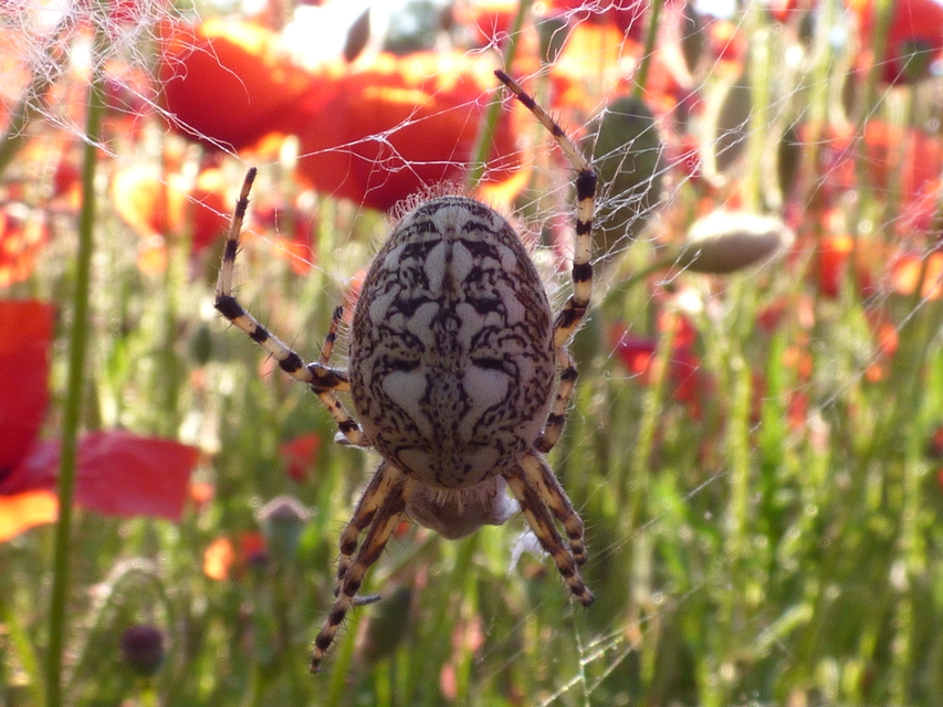 Aculepeira ceropegia - hegyi fehérsávos-keresztespók