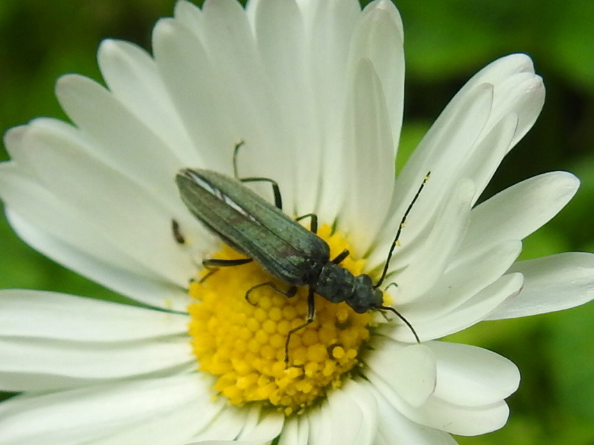 Oedemera