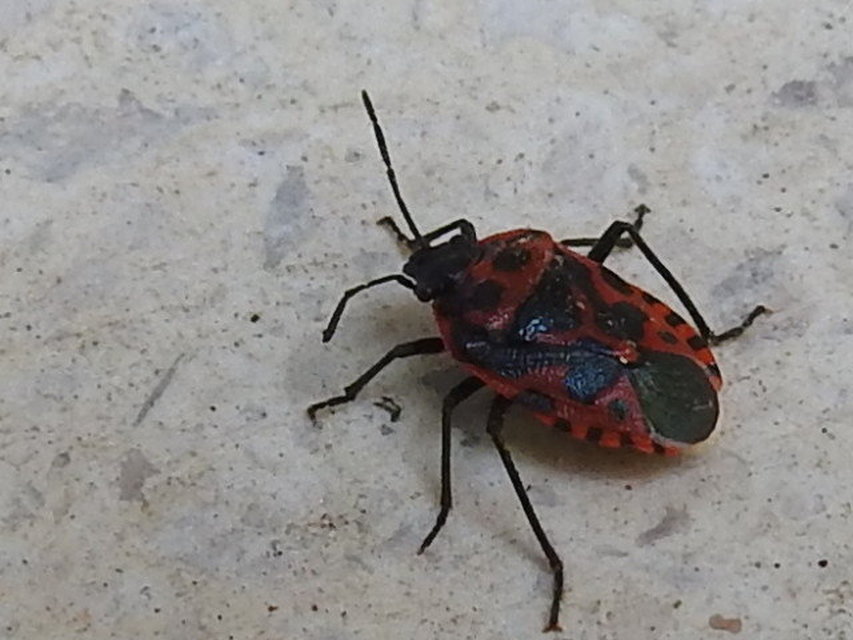 Eurydema ventralis - káposztapoloska