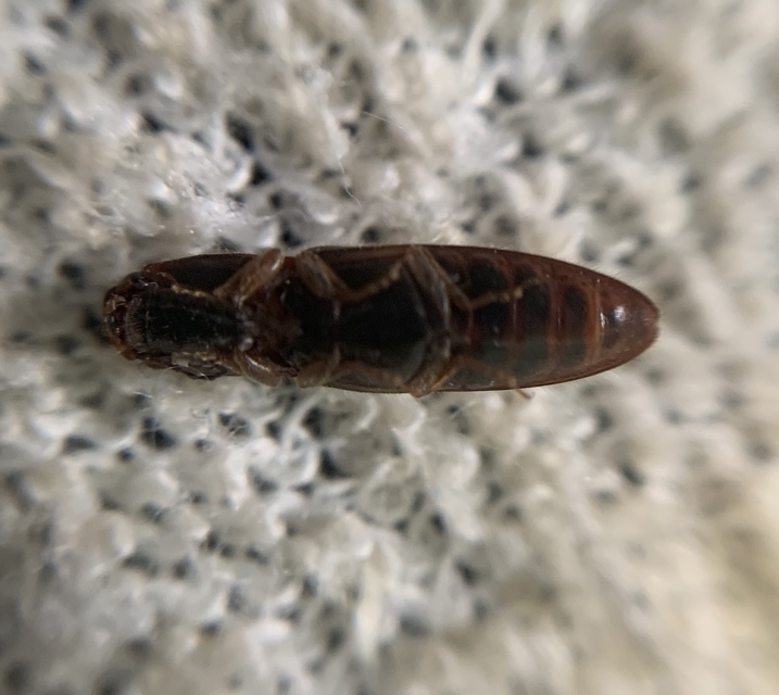 Athous vittatus - vörössávos pattanó Athous vittatus - vörössávos pattanó