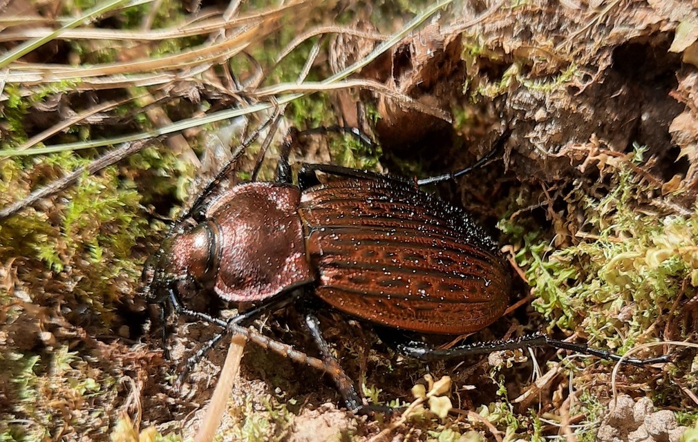 Carabus ulrichii - rezes futrinka Carabus ulrichii - rezes futrinka