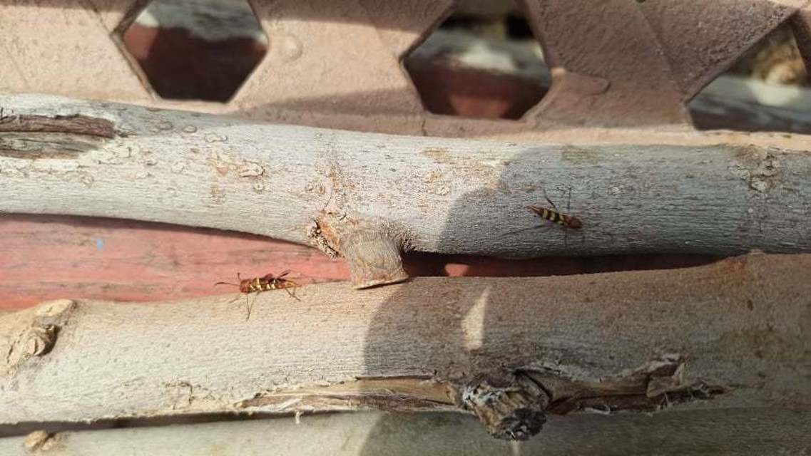 Neoclytus acuminatus - amerikai darázscincér