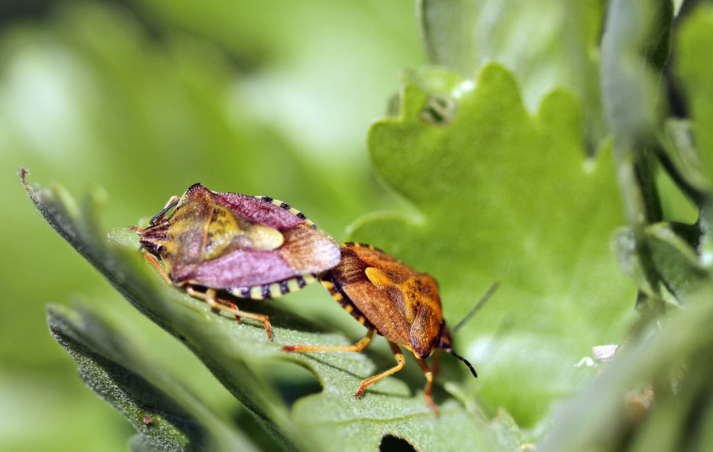 Carpocoris