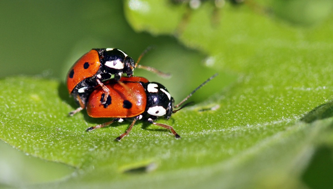 Cryptocephalus cordiger - szíves zömökbogár