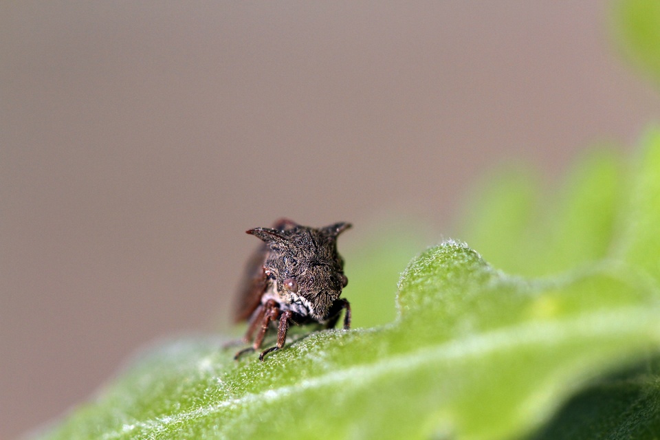 Centrotus cornutus - szarvaskabóca
