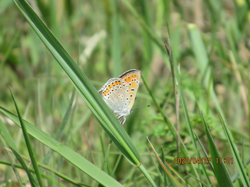 Lycaena thersamon - kis tűzlepke